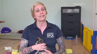 INFO Simcoe | OSPCA - Becoming a Foster Parent | Rogers tv