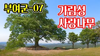 부여여행 - 07.부여 가림성, 성흥산성, 지리적 정보및 1인칭 등산, 사랑나무로 유명세를 타고 있다, 충청남도 부여군 임천면 군사리 가림성 정상부에 있는 느티나무 천연기념물