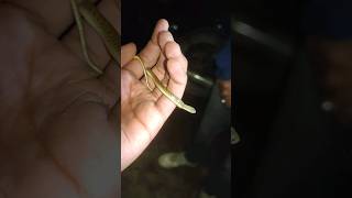 Baby checkered keel back rescued #snake #viral #ytshorts #trend