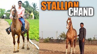 Why Women Are The Reason For Loyalty In kathiyawadi Horses| Kathiyawadi Stallion CHAND | Ashwa Kiran