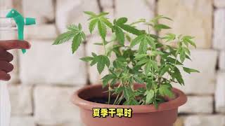 九层塔的种植秘诀：剪花、剪枝和管理方法