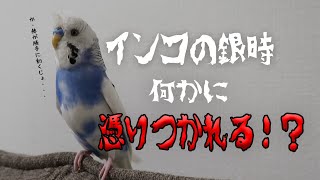 インコの銀時　何かに憑りつかれる！？（セキセイインコの銀時じょじょじょ♪日記）