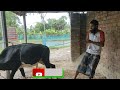 কৌশলটা শিখে রাখুন গরু পড়ে যাবে সহজে learn the trick and the cow will fall easily .life kotha