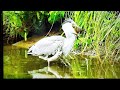 heron feeding on baby waterbirds saveanimals saveforest savewildlife