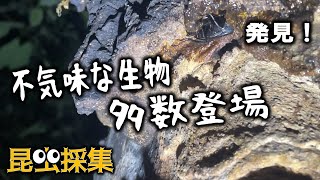 不気味な生物たちの宴～夜の樹液酒場がすごかった！