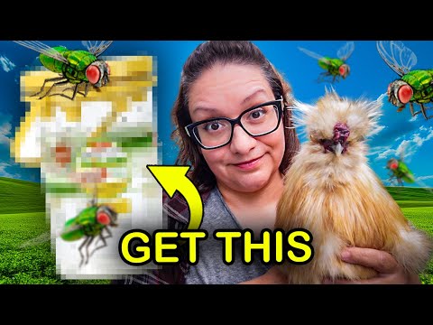 How do I get rid of flies in my chicken coop?