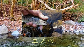 エノハ（ヤマメもしくはヤマベ・アマゴ） 渓流釣り! 祖母・傾・大崩ユネスコエコパーク 神原渓谷（こうばるけいこく） 大野川水系 釣りスポット 九州大分