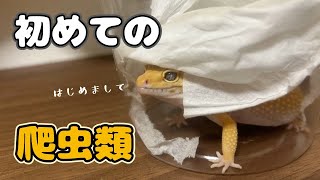 初めての爬虫類！レオパお迎え！