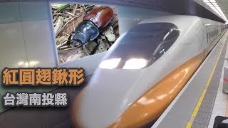 台湾新幹線と車でアカマルバネクワガタ採集【クワガタムシ】台灣南投縣