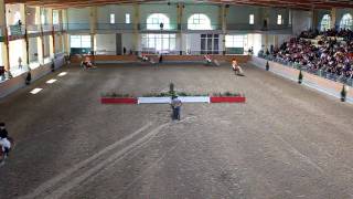 Haflinger  Pferde Springquadrille Horses Showjumping