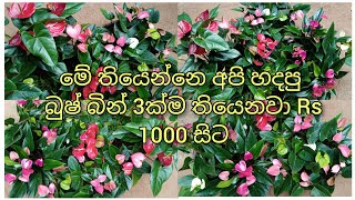 ඔන්න ඉවර වෙන්න කලින් ඔයාගේ ටිකත් වෙන් කරගන්න .මල් පිරැණු බුෂ් අඩුම මිලට අපෙන්