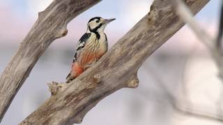 オオアカゲラ（エゾオオアカゲラ）White-backed Woodpecker(D. l. subcirris)