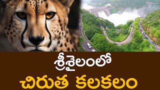 శ్రీశైలంలో చిరుత కలకలం | Chirutha Hulchul At Srisailam | Tulasi News