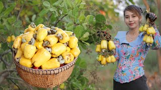 Pick yellow cashew in my homeland and cook food for my lunch - Polin lifestyle