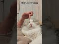 頭のマッサージが気持ちよすぎた猫がこちらｗ【猫動画】 shorts