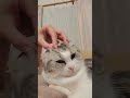 頭のマッサージが気持ちよすぎた猫がこちらｗ【猫動画】 shorts