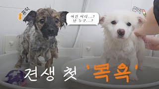 찰콩떡임보일기 #2 ㅣ태어난지 3개월 된 유기견의 첫 목욕시간ㅣ1인가구 임시보호 #유기견임보