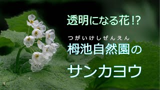 【栂池自然園の山荷葉】透明になったサンカヨウの撮影