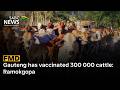 FMD Outbreak | Gauteng has vaccinated 300 000 cattle: Ramokgopa