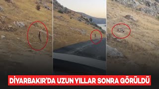 Diyarbakır’da uzun yıllar sonra görüldü; dünyada çok az sayıda var!