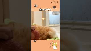 【犬浴】跳ねるコギケツ【コーギー犬】 #Shorts