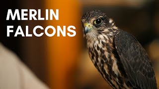 Falcons of the world: Merlins