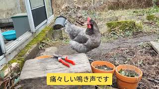 【鶏日記】三つ子、初めての散歩#coq #hens #poules #にわとり #にわとりこ #鶏 #ニワトリ #雄鶏 #鶏日記