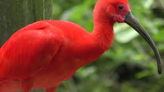 Eudocimus ruber (Kagoshima City Hirakawa Zoological Park, Kagoshima, Japan) April 17, 2019