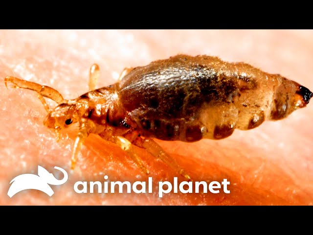 Botfly In Brain Cuterebriasis In Dogs And Cats Today S Veterinary