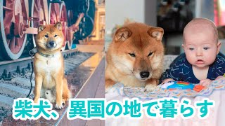 あれこんなところに柴犬さんが…！ 遠い異国の地で愛される柴犬さんに会ってみませんか✨