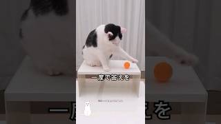 上位１％の知能を持った猫