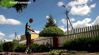 Pruning willow.How to trim willow.Fornowanie wierzby.Jak przyciąć wierzbę.