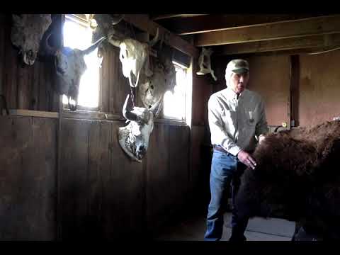 Bison 1 Youtube