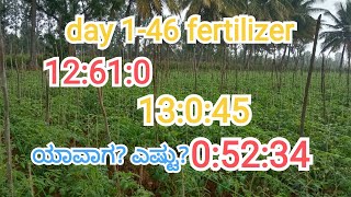 ಟಮೋಟ ಗೊಬ್ಬರ ನಿರ್ವಹಣೆ day 1-46 , Tomato fertilizer schedule from day 1-46 part 1