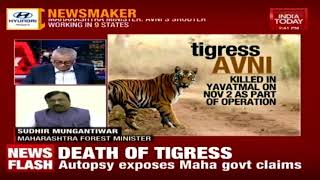 Tigress Avni Killing : Maharashtra Forest Minister Reacts To Charges Of Poaching | News Today