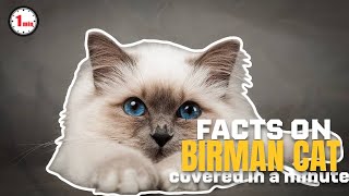 Are These Sacred Cat of Burma? |  Birman Cat in 1 Minute | AnimalSnapz