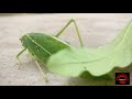 అచ్చం ఆకులా...ఈరూపం leaf locusts