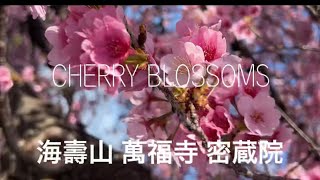 JAPAN CHERRY BLOSSOM 2022- 安行桜￼