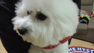 イケメンに散髪してもらって帰ってきた犬！ビションフリーゼ