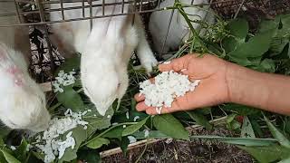 our rabbit farming(integrated farming)