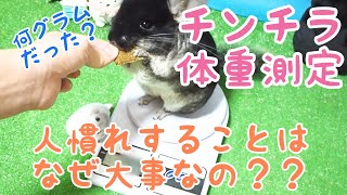 チンチラの体重測定をしてみた！かわいいだけじゃない人慣れすることの大切さとは。【chinchilla】