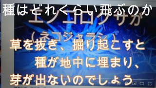 神奈川県・厚木市・愛川町・鳶尾山　夏の終わりの雑草、元気な 『 キク科 』 厄介ですねえ・・・