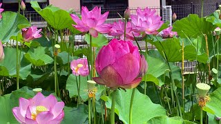 2020/06/16　蓮池公園のハスの花　ほぼ見頃です！　～高知県土佐市～