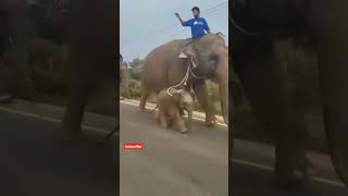 Afrikaans elephant baby and indian baby so cute 🥰❤️🥰 lovely #viralvideoshort#bachoparty#india