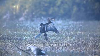 Orientel Darter basks in the sun at the Keoladeo National Park, India