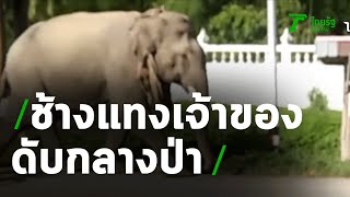 สลด!ช้างแทงเจ้าของดับกลางป่า | 27-06-63 | ข่าวเย็นไทยรัฐ