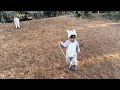 シベリアンハスキー2頭を引き連れて歩く2歳男児 two year old boy walking with two siberian huskies in tow.