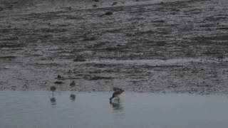 Natuur in Zeeland: vijf soorten steltlopers in de Oosterschelde