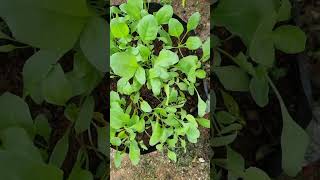 Homegrown spinach and mint