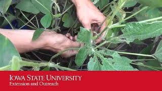 Soybean Green Stem Disorder Research